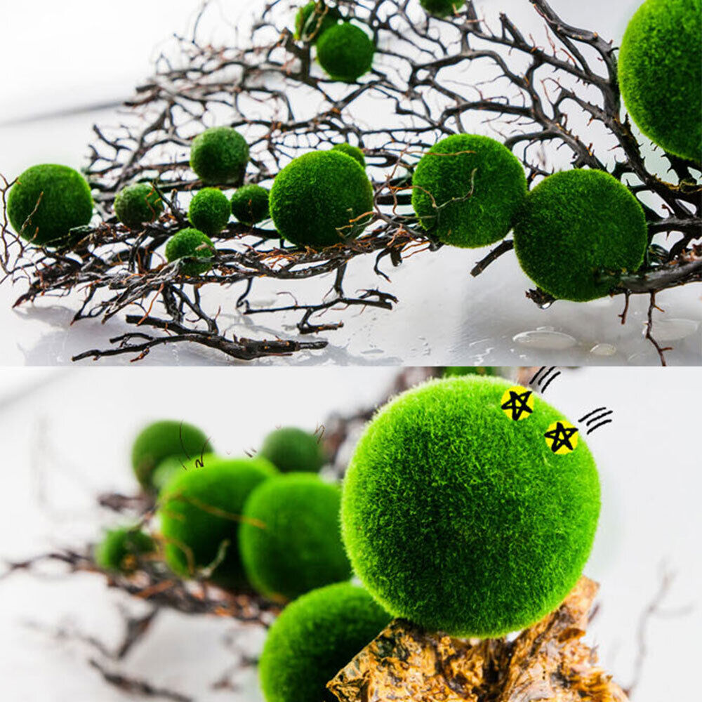 1-10Pcs Marimo Moss Ball Cladophora Live Aquarium Plant Fish Aquarium Decor 1cm