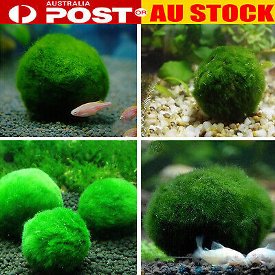 1-10Pcs Marimo Moss Ball Cladophora Live Aquarium Plant Fish Aquarium Decor 1cm